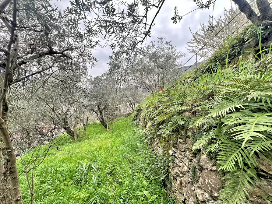 Immagine 7 di Magazzino in vendita  in Frazione Capreno a Sori