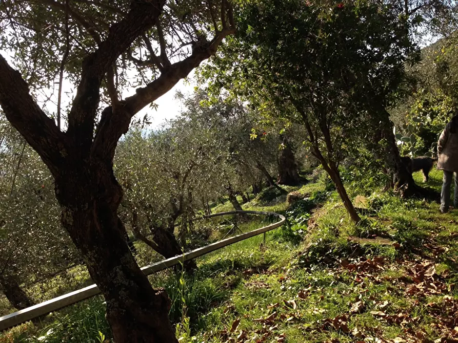 Immagine 3 di Rustico / casale in vendita  a Pietrasanta