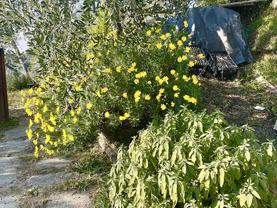 Immagine 15 di Baita in vendita  a Pietrasanta