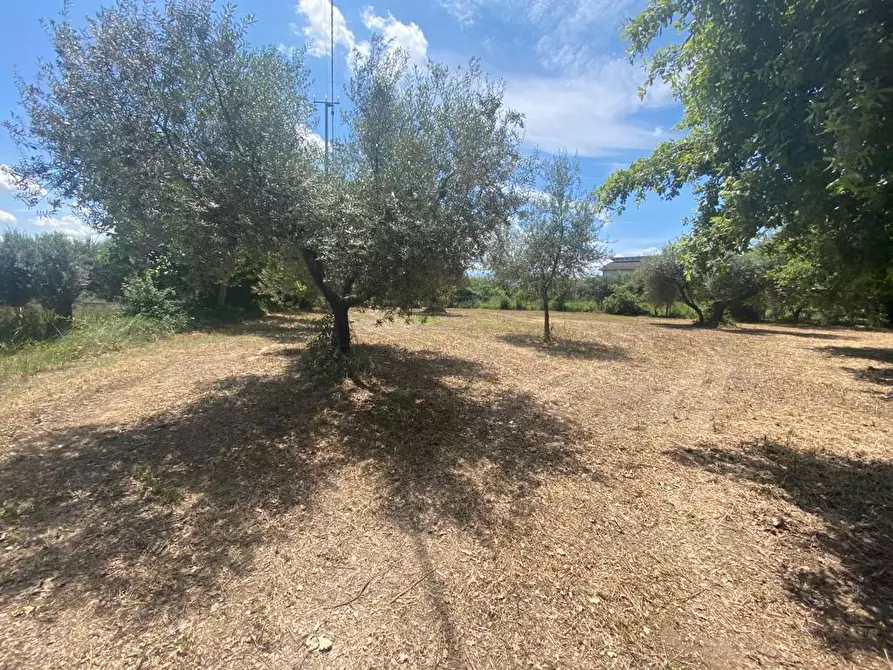 Immagine 4 di Terreno industriale in vendita  in Via Querceto a Cepagatti