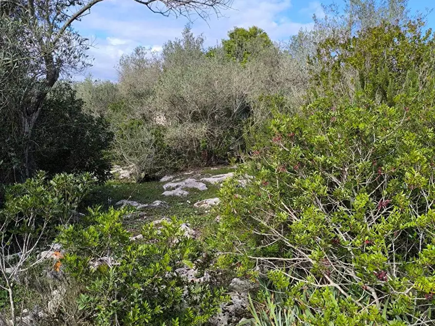 Immagine 29 di Villa in vendita  in Strada Vicinale Li Curuneddi Tronco B a Sassari