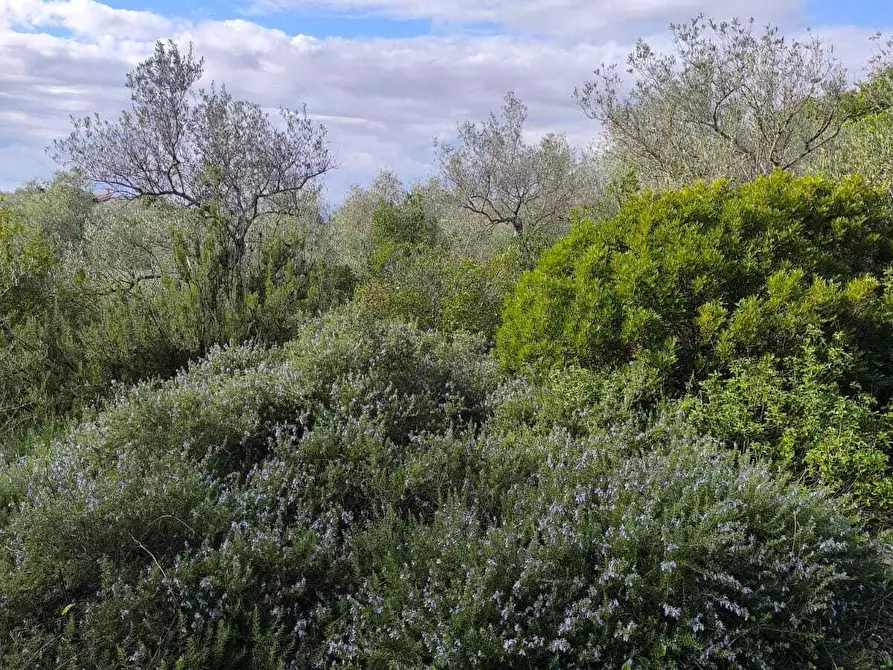 Immagine 25 di Villa in vendita  in Strada Vicinale Li Curuneddi Tronco B a Sassari