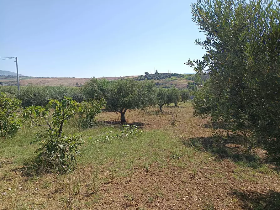 Immagine 5 di Terreno agricolo in vendita  a Balestrate
