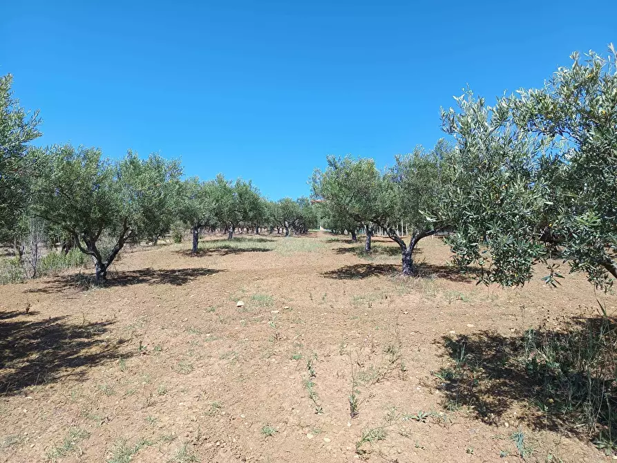 Immagine 9 di Terreno agricolo in vendita  a Balestrate