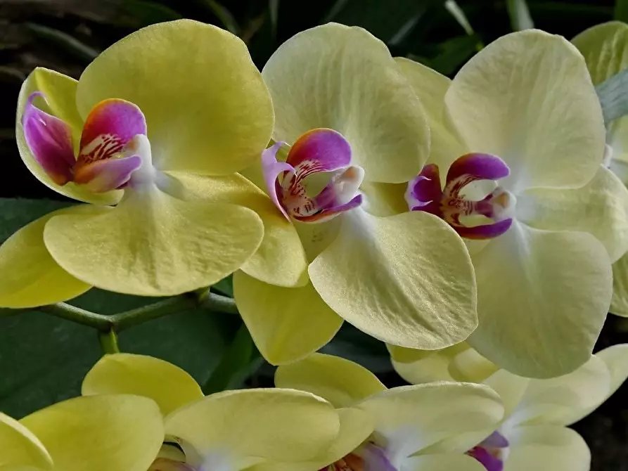 Immagine 9 di Attività commerciale in vendita  in Crespiatica via Dante Alighieri 25 a Crespiatica