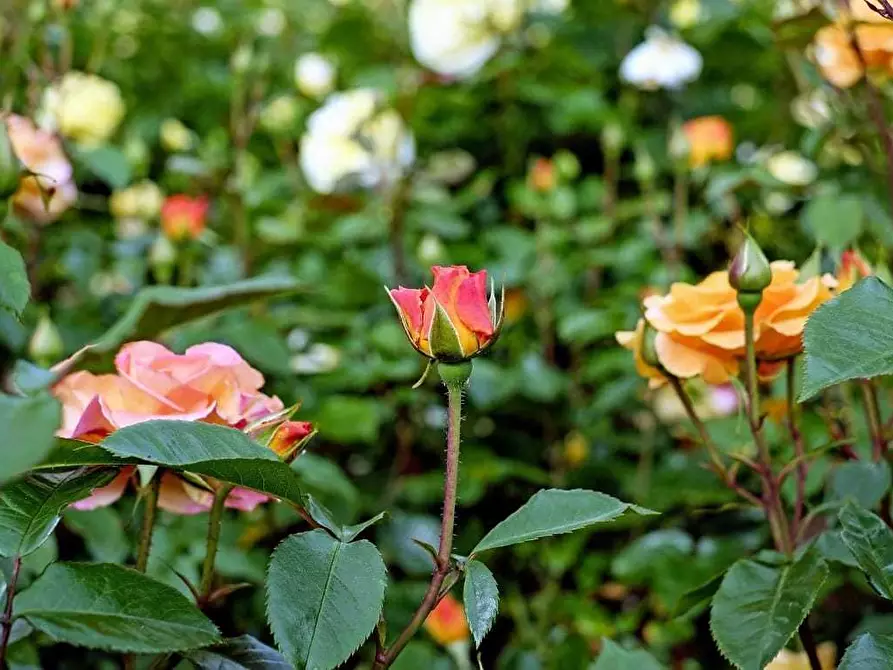 Immagine 6 di Attività commerciale in vendita  in Crespiatica via Dante Alighieri 25 a Crespiatica