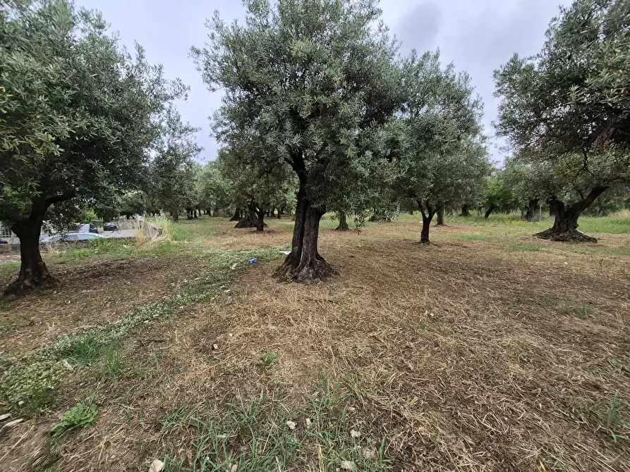 Immagine 4 di Terreno edificabile in vendita  in Via Ingegnere Giuseppe d'Audino 18 a Lamezia Terme