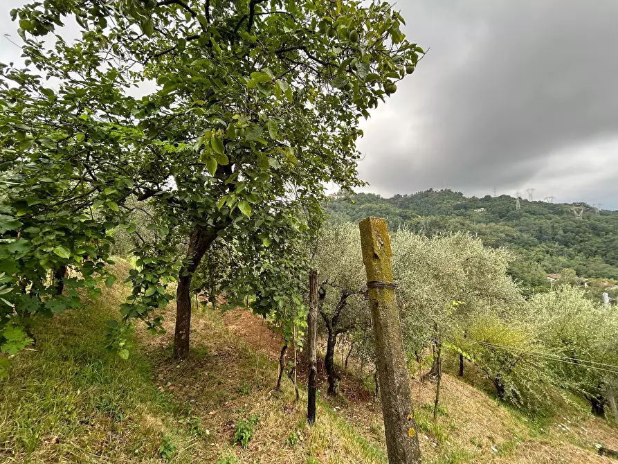 Immagine 13 di Terreno agricolo in vendita  a Arcola