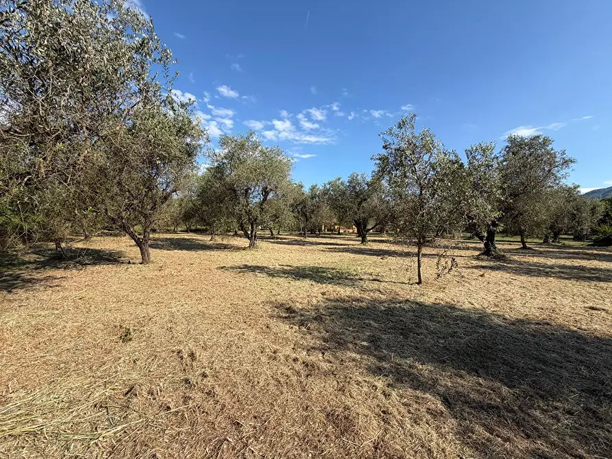 Immagine 1 di Terreno agricolo in vendita  a Castelnuovo Magra