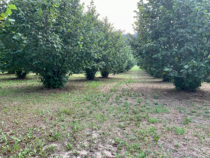 Immagine 7 di Terreno agricolo in vendita  in Borgata Pianezzo 102 a Dogliani