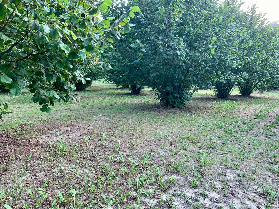 Immagine 7 di Terreno agricolo in vendita  in Borgata Pianezzo 102 a Dogliani