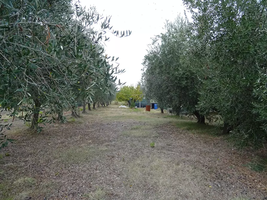 Immagine 23 di Casa indipendente in vendita  a Senigallia