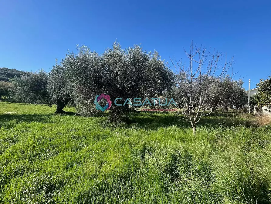 Immagine 30 di Terreno agricolo in vendita  a Silvi