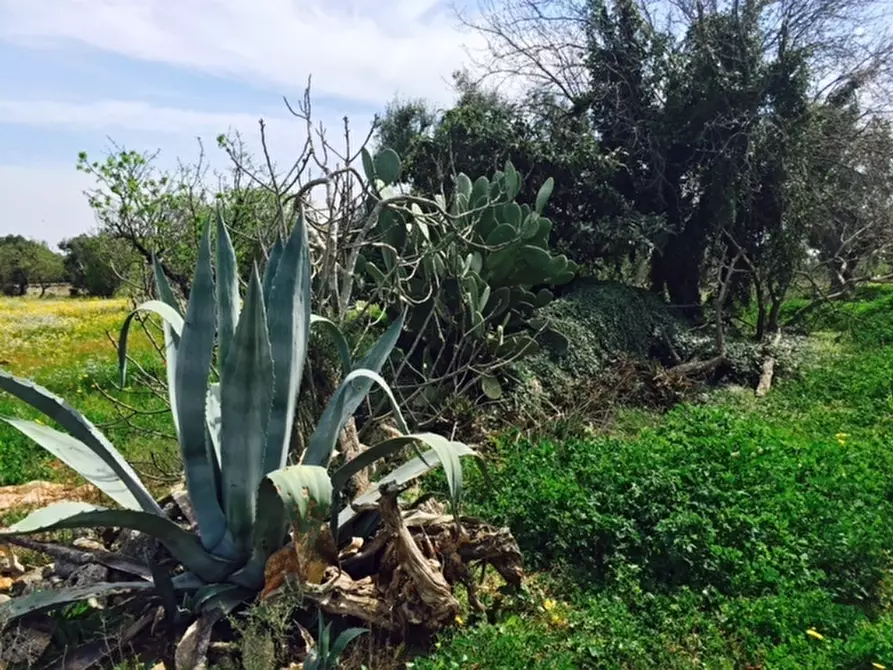 Immagine 17 di Terreno edificabile in vendita  in Contrada Giovannarolla a Ostuni