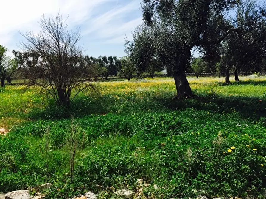 Immagine 16 di Terreno edificabile in vendita  in Contrada Giovannarolla a Ostuni