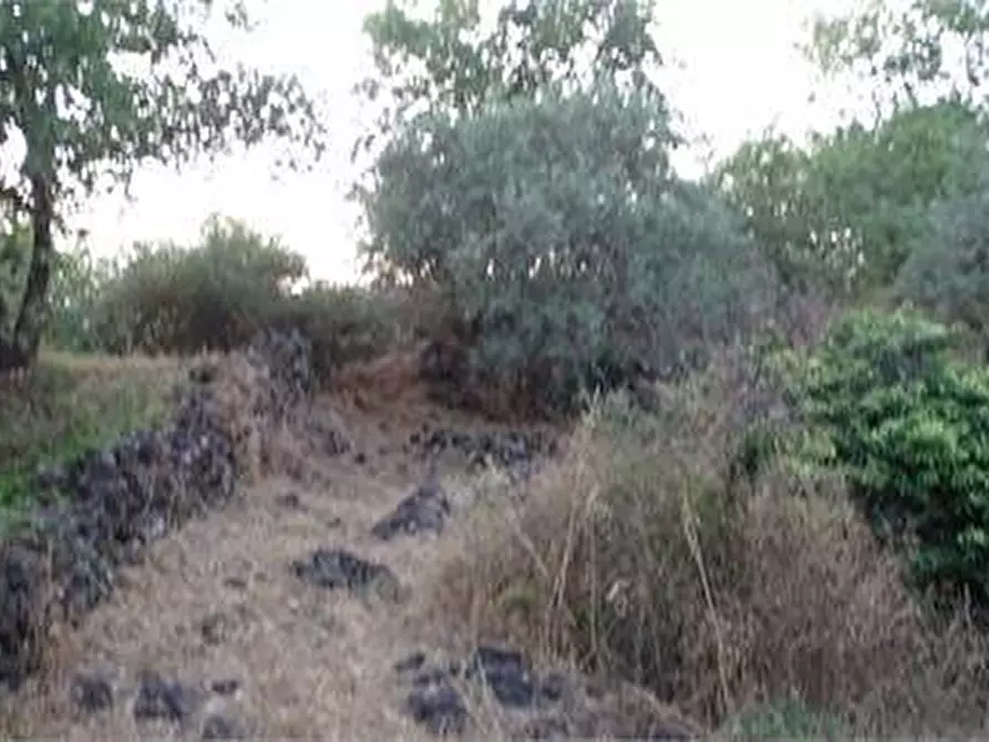 Immagine 23 di Terreno agricolo in vendita  in Vico Calvagna a Ragalna