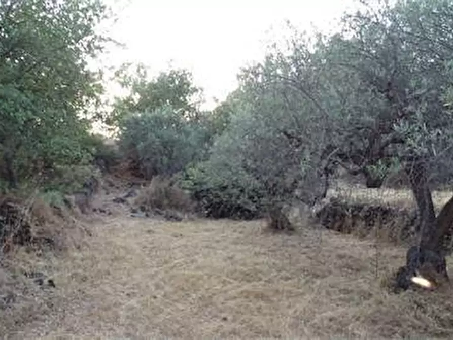 Immagine 17 di Terreno agricolo in vendita  in Vico Calvagna a Ragalna