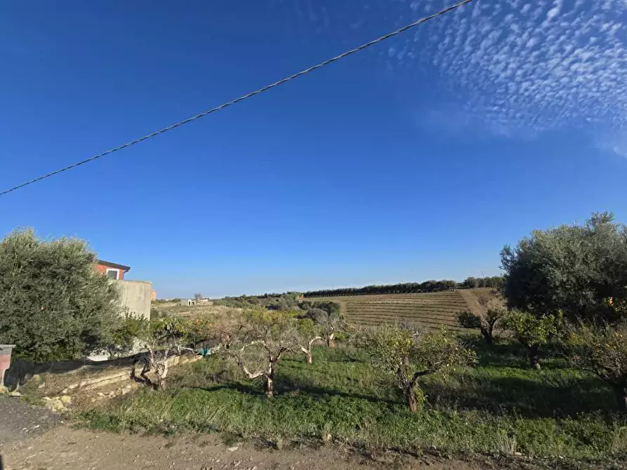 Immagine 9 di Terreno agricolo in vendita  in Via San Nicola 19 a Motta Sant'anastasia