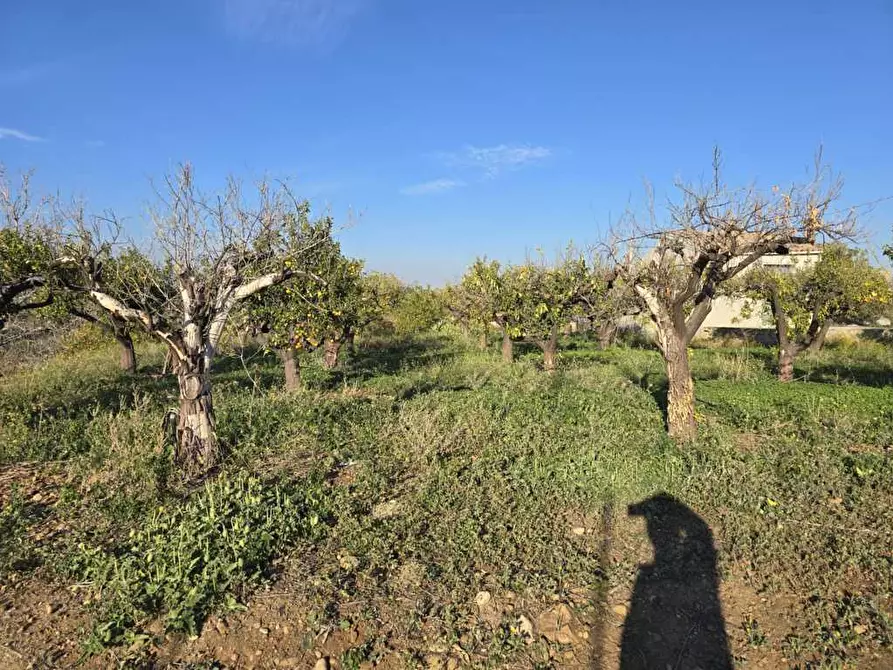 Immagine 17 di Terreno agricolo in vendita  in Via San Nicola 19 a Motta Sant'anastasia