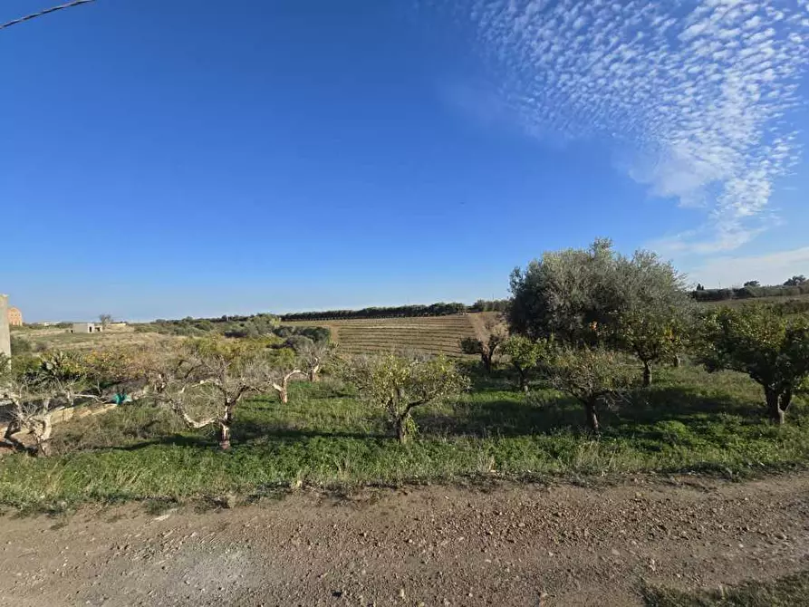 Immagine 7 di Terreno agricolo in vendita  in Via San Nicola 19 a Motta Sant'anastasia