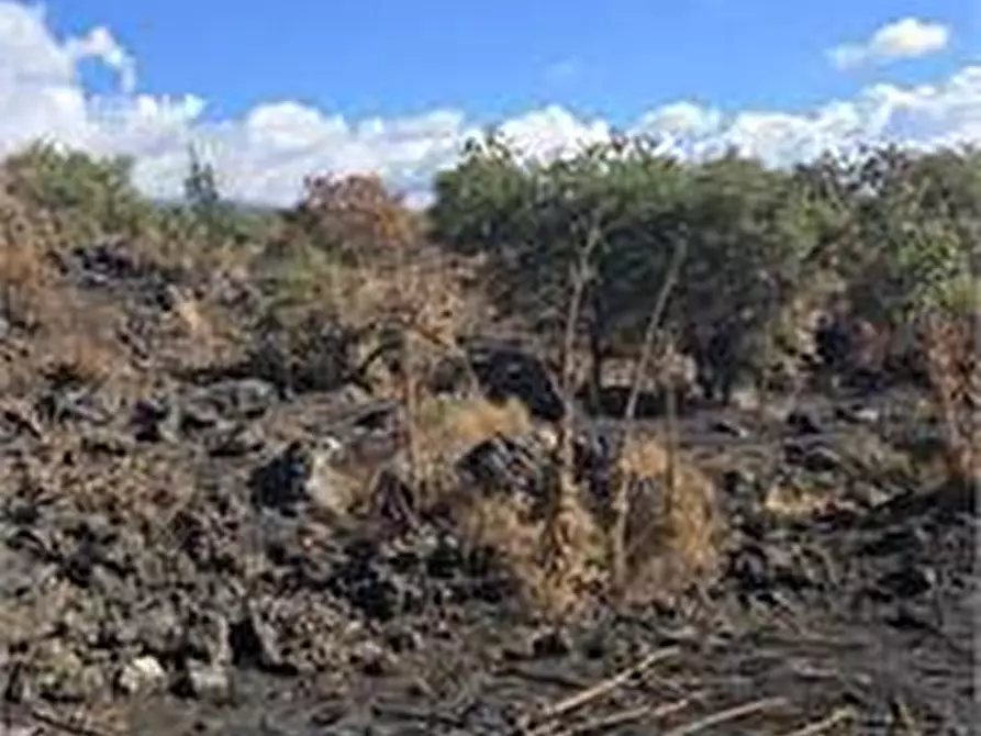 Immagine 5 di Terreno agricolo in vendita  in Contrada Guardia Ascino a Belpasso