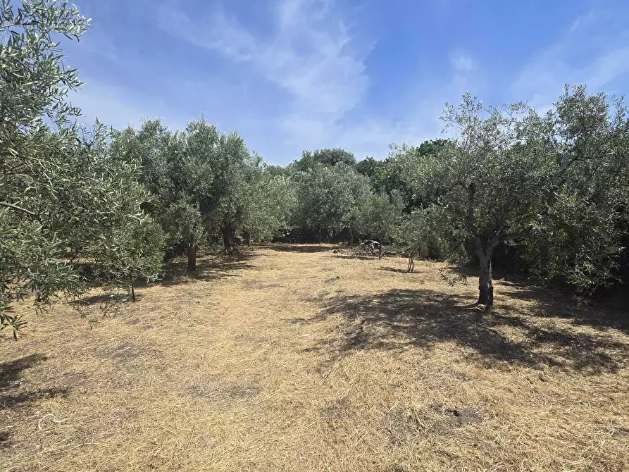Immagine 1 di Terreno agricolo in vendita  in Viale dello Sport a Camporotondo Etneo