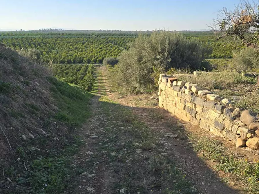 Immagine 24 di Terreno agricolo in vendita  in Via San Nicola 19 a Motta Sant'anastasia