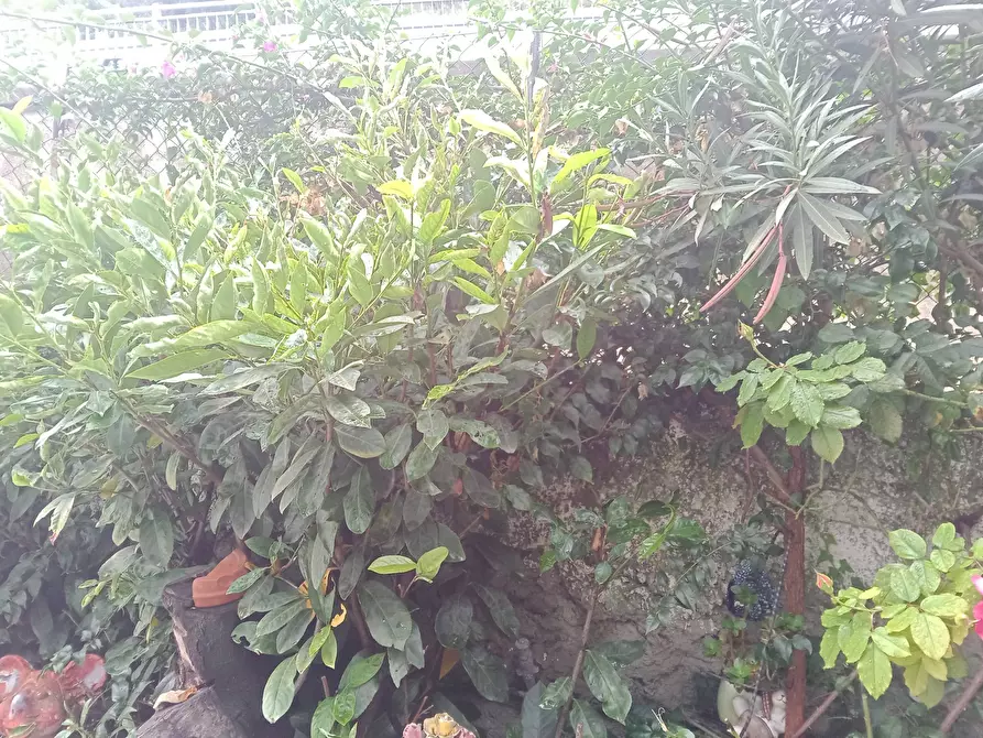 Immagine 33 di Porzione di casa in vendita  in Via Gallardi 8 a Ventimiglia