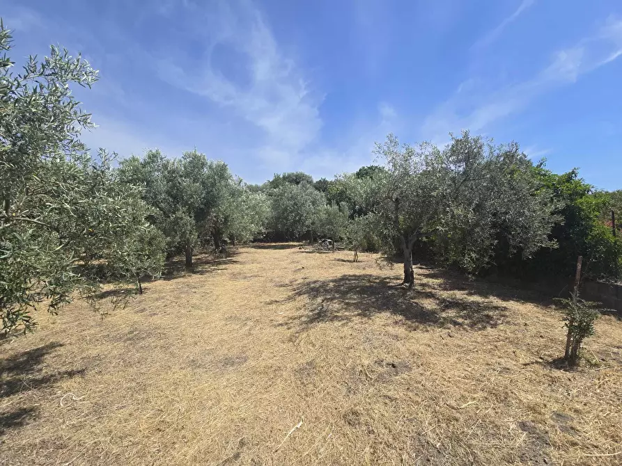 Immagine 2 di Terreno agricolo in vendita  in Viale dello Sport a Camporotondo Etneo