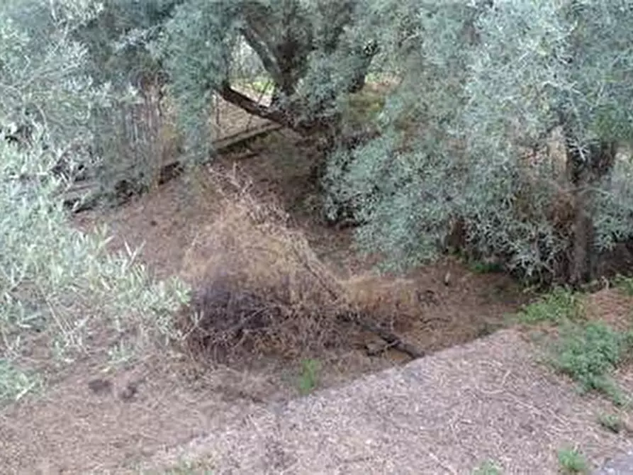 Immagine 19 di Terreno agricolo in vendita  in Vico Calvagna a Ragalna