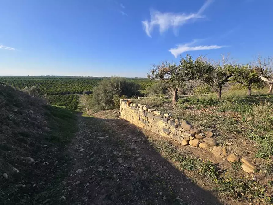 Immagine 3 di Terreno agricolo in vendita  in Via San Nicola 19 a Motta Sant'anastasia