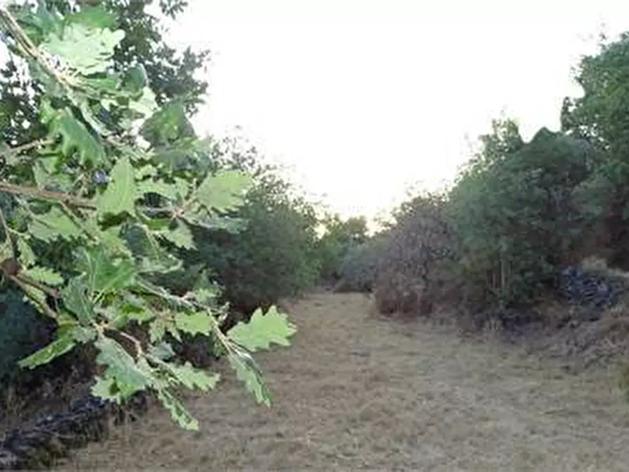 Immagine 16 di Terreno agricolo in vendita  in Vico Calvagna a Ragalna