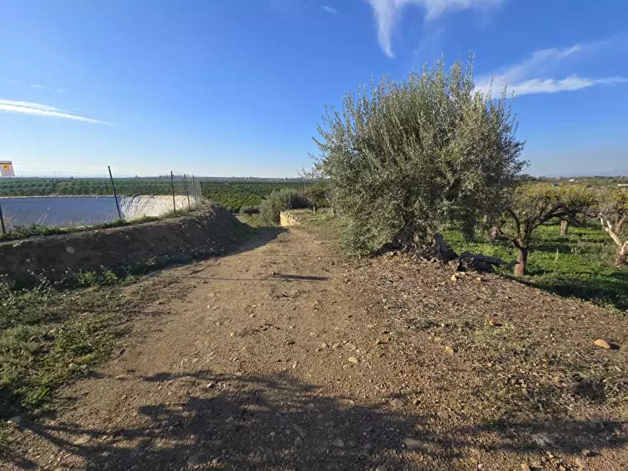 Immagine 15 di Terreno agricolo in vendita  in Via San Nicola 19 a Motta Sant'anastasia