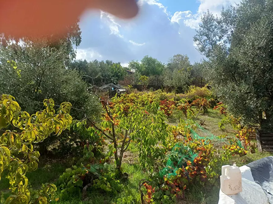 Immagine 7 di Terreno agricolo in vendita  in Via Friuli snc a Mascalucia