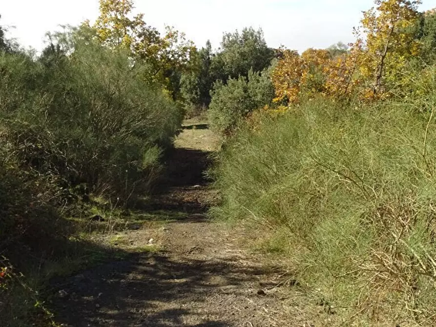Immagine 14 di Terreno agricolo in vendita  in SP158 a Biancavilla