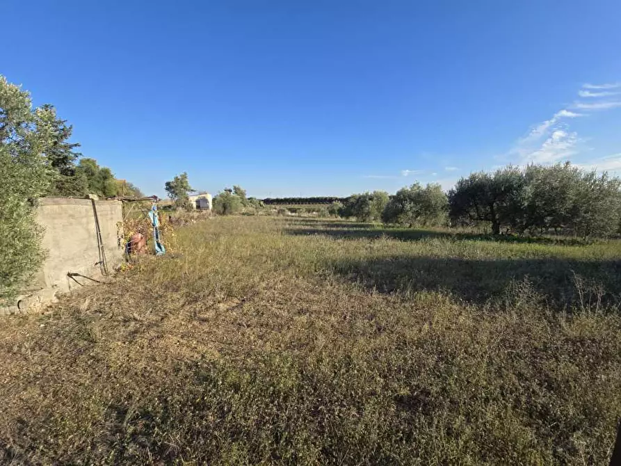 Immagine 2 di Terreno agricolo in vendita  in Via San Nicola 19 a Motta Sant'anastasia
