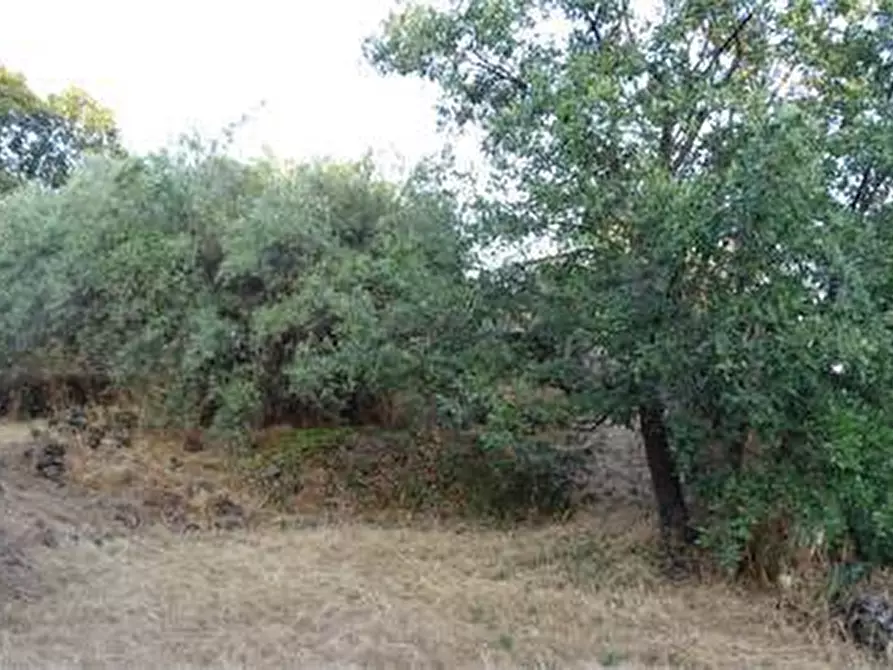 Immagine 21 di Terreno agricolo in vendita  in Vico Calvagna a Ragalna