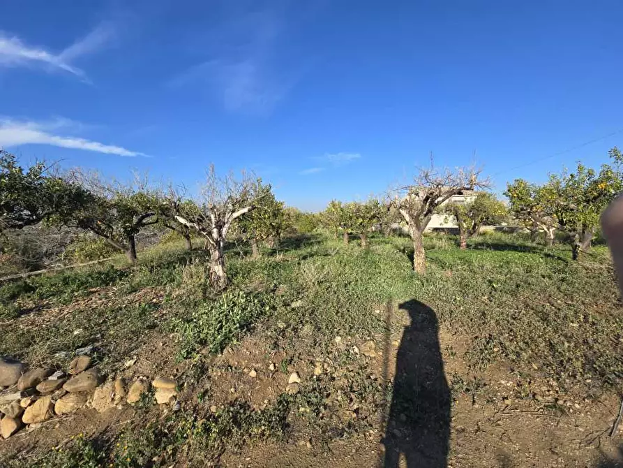 Immagine 21 di Terreno agricolo in vendita  in Via San Nicola 19 a Motta Sant'anastasia
