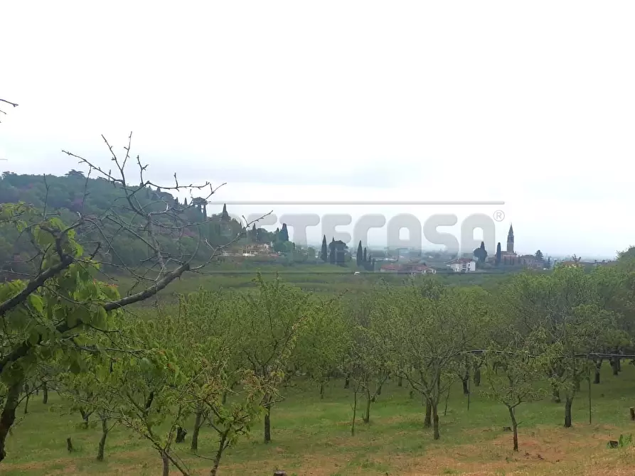 Immagine 21 di Terreno agricolo in vendita  a Castegnero
