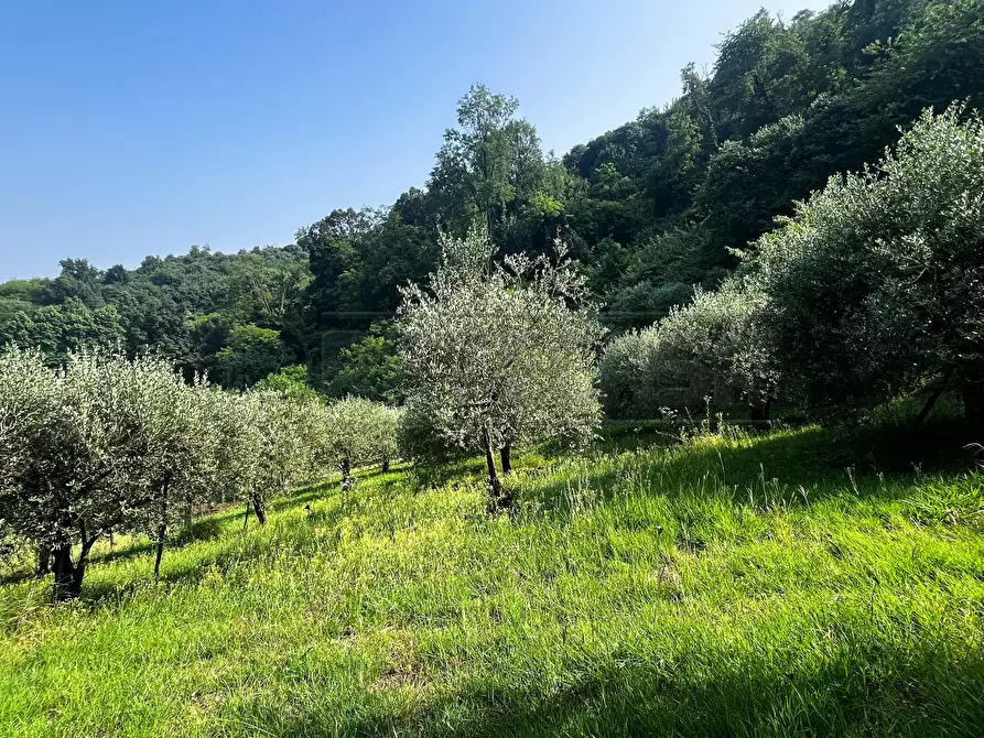 Immagine 7 di Terreno agricolo in vendita  in Via Bazziola a Monteviale