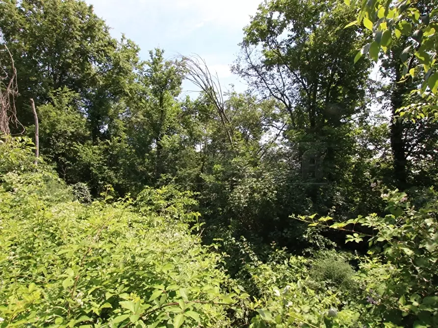 Immagine 10 di Terreno agricolo in vendita  in Via Castellaro a Castegnero
