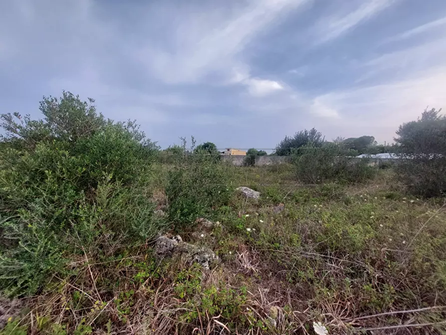 Immagine 5 di Terreno agricolo in vendita  in Contrada Maccallè a Muro Leccese