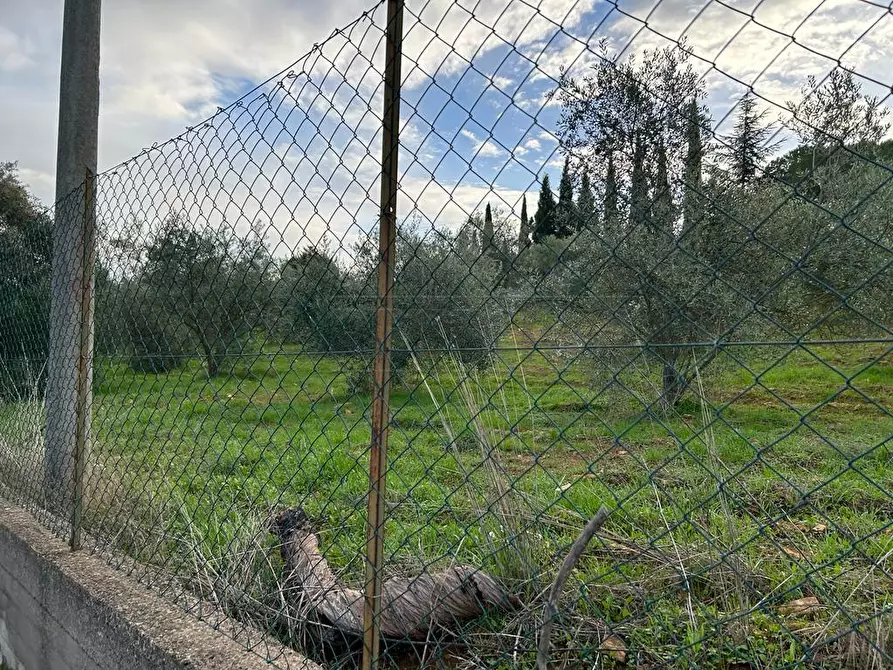 Immagine 6 di Terreno agricolo in vendita  in Via dei Gelsi di Niscima 1 a Caltanissetta