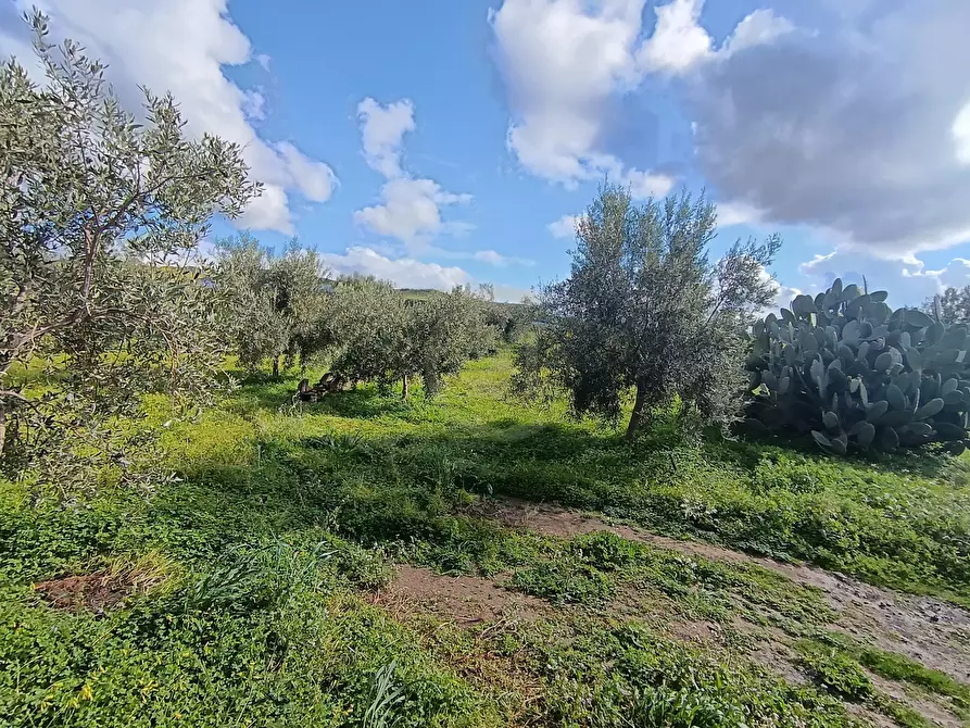 Immagine 20 di Terreno agricolo in vendita  in GRV6+27 Paternò, Città metropolitana di Catania a Paterno'
