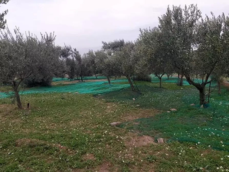 Immagine 11 di Terreno agricolo in vendita  a Motta San Giovanni