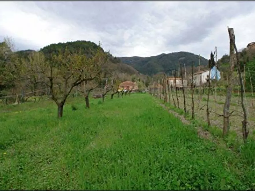 Immagine 3 di Terreno agricolo in vendita  a Fosdinovo