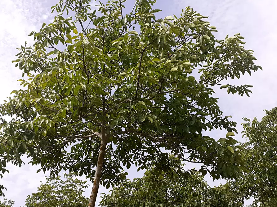 Immagine 3 di Terreno agricolo in vendita  in Strada Provinciale 14 5 a Noto