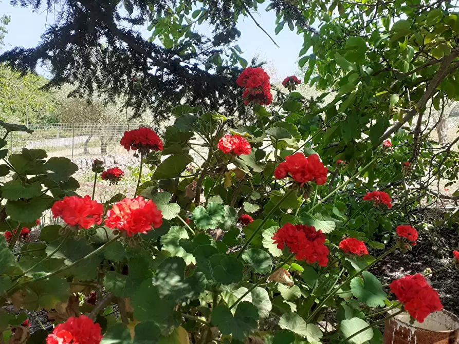 Immagine 16 di Rustico / casale in vendita  in Strada Provinciale 24 21 a Noto