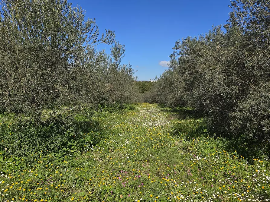 Immagine 21 di Terreno agricolo in vendita  in contrada Santa Lucia di Mendola a Noto