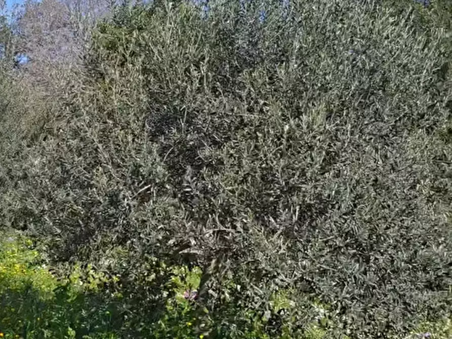 Immagine 20 di Terreno agricolo in vendita  in contrada Santa Lucia di Mendola a Noto